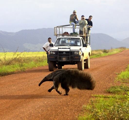 Why did the Anteater Cross the Road?